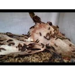 dermestid beetles 550 ct rrf insects