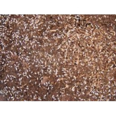 pink springtails starter culture