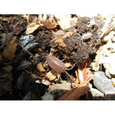 dwarf costa rican purple isopods