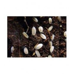 dwarf white isopods 20