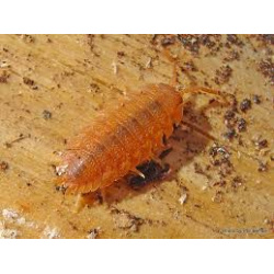 orange isopods porcellio scaber