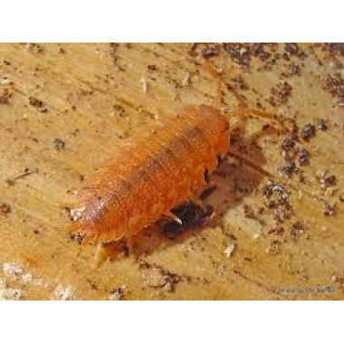 orange isopods porcellio scaber