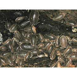 giant canyon isopods porcellio dilatatus