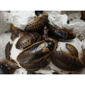 Dubia Roach Feeder Nymph Mixes