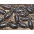 Isopods, Woodlice, Pillbugs Sowbugs & Habitat Kits