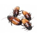 Madagascar Hisser Feeder Roaches 