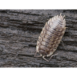 trachelipus rathkei isopod