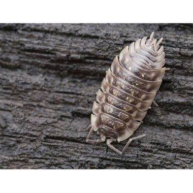 trachelipus rathkei isopod