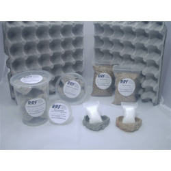 dubia roach starter colony kit large insects rrf