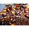 little kenyan roaches 15