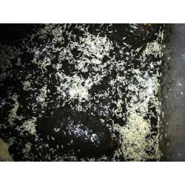 2xl temperate springtails seeding culture