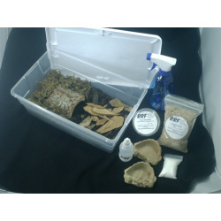 need pet cockroach bioactive habitat