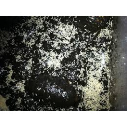 temperate springtails starter culture