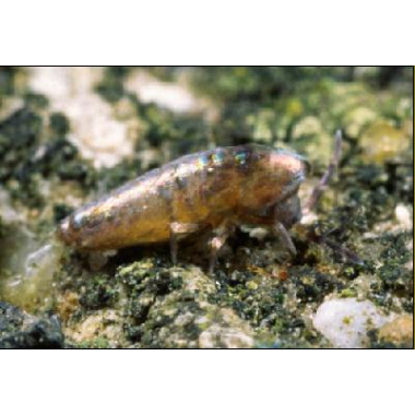 2xl silver springtails seeding culture