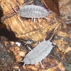 flowery blue isopods p floria