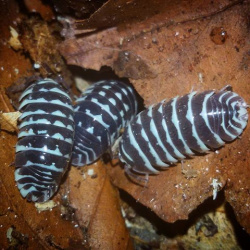 zebra roly poly pillbugs armadillidium maculatum 10