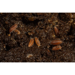 dwarf purple isopods