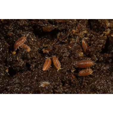 dwarf purple isopods