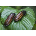 Madagascar Hisser Roach Starter Colonies 