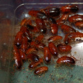 Red Runner Roach Kit